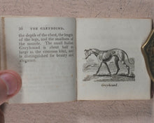 Load image into Gallery viewer, Mills, Alfred. Natural History of 48 Quadrupeds. Darton, Harvey & Darton and J. Harris. London. 1815.