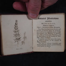 Load image into Gallery viewer, [Forster, Benjamin Meggott]. Botanical Illustrations of the Twenty-Four Classes in the Linnaean System of Vegetables, by Select Specimens of English Plants. Darton, Harvey, and Darton London. 1813.
