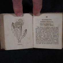 Load image into Gallery viewer, [Forster, Benjamin Meggott]. Botanical Illustrations of the Twenty-Four Classes in the Linnaean System of Vegetables, by Select Specimens of English Plants. Darton, Harvey, and Darton London. 1813.
