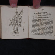 Load image into Gallery viewer, [Forster, Benjamin Meggott]. Botanical Illustrations of the Twenty-Four Classes in the Linnaean System of Vegetables, by Select Specimens of English Plants. Darton, Harvey, and Darton London. 1813.
