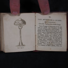 Load image into Gallery viewer, [Forster, Benjamin Meggott]. Botanical Illustrations of the Twenty-Four Classes in the Linnaean System of Vegetables, by Select Specimens of English Plants. Darton, Harvey, and Darton London. 1813.
